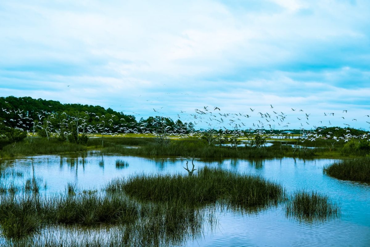 News & Events Edisto Island Yacht Club